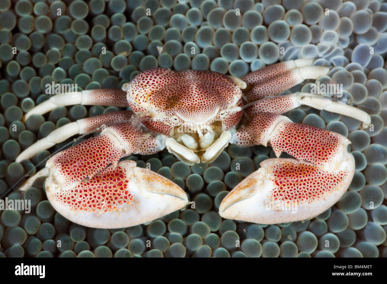 Porcelain Crab, Neopetrolisthes maculatus, Lembeh Strait, North Sulawesi, Indonesia Stock Photo