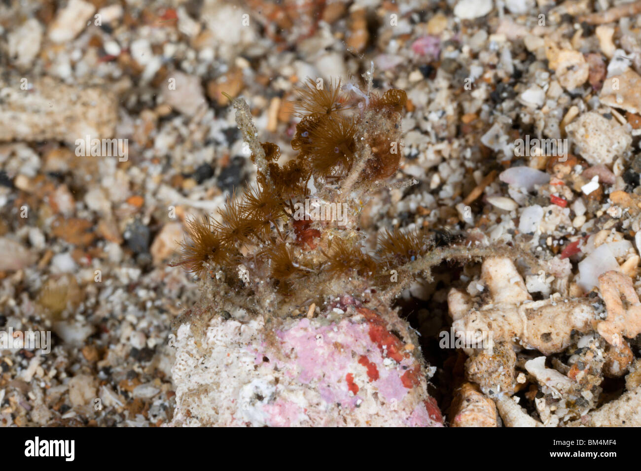 Spidercrab camouflaged with Anemones, Macropodia sp., Lembeh Strait, North Sulawesi, Indonesia Stock Photo