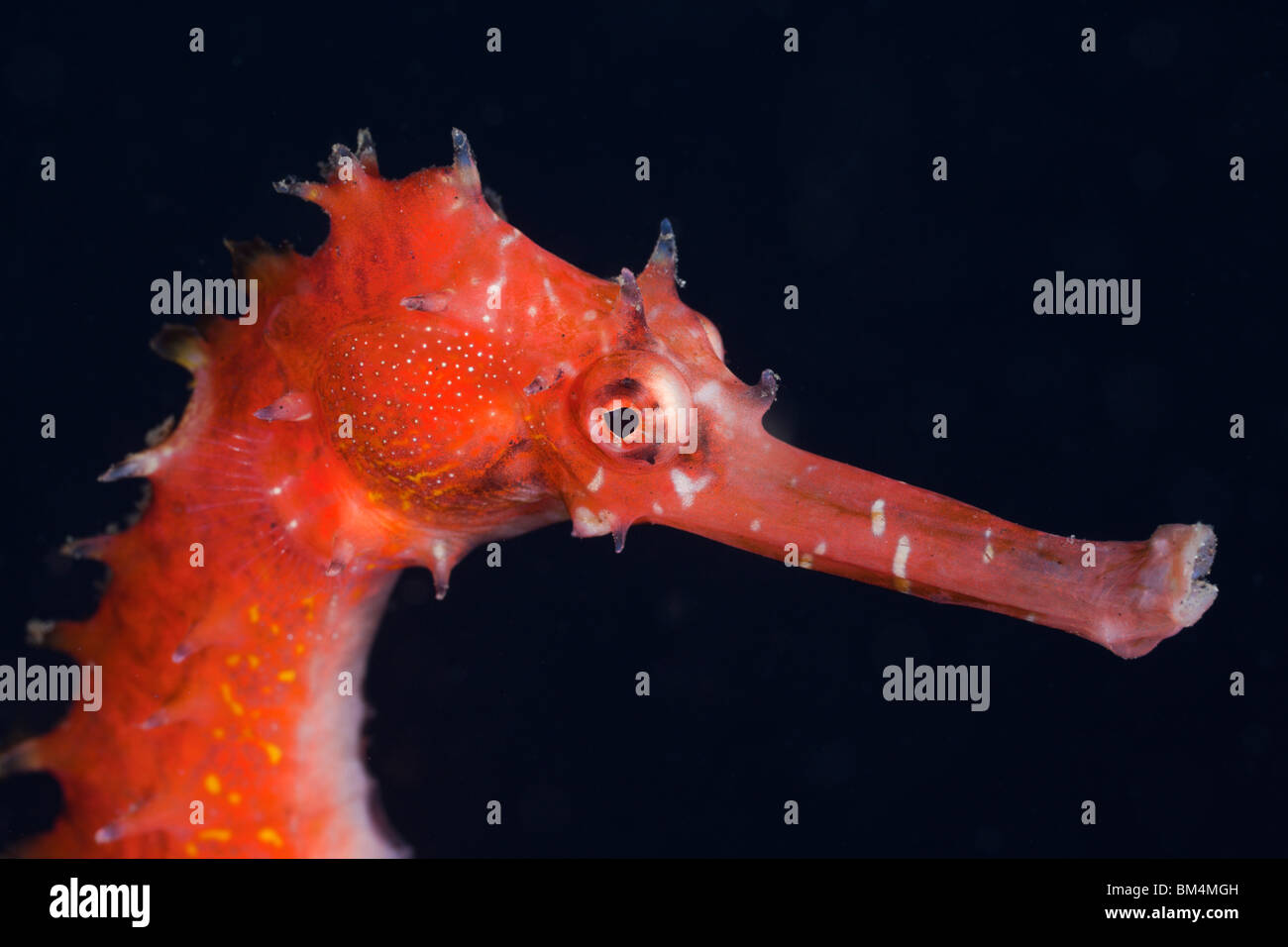 Thorny Sea Horse, Hippocampus hystrix, Lembeh Strait, North Sulawesi, Indonesia Stock Photo