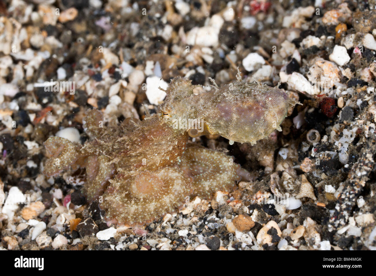 Hairy Octopus Octopus Sp Lembeh Strait North Sulawesi Indonesia