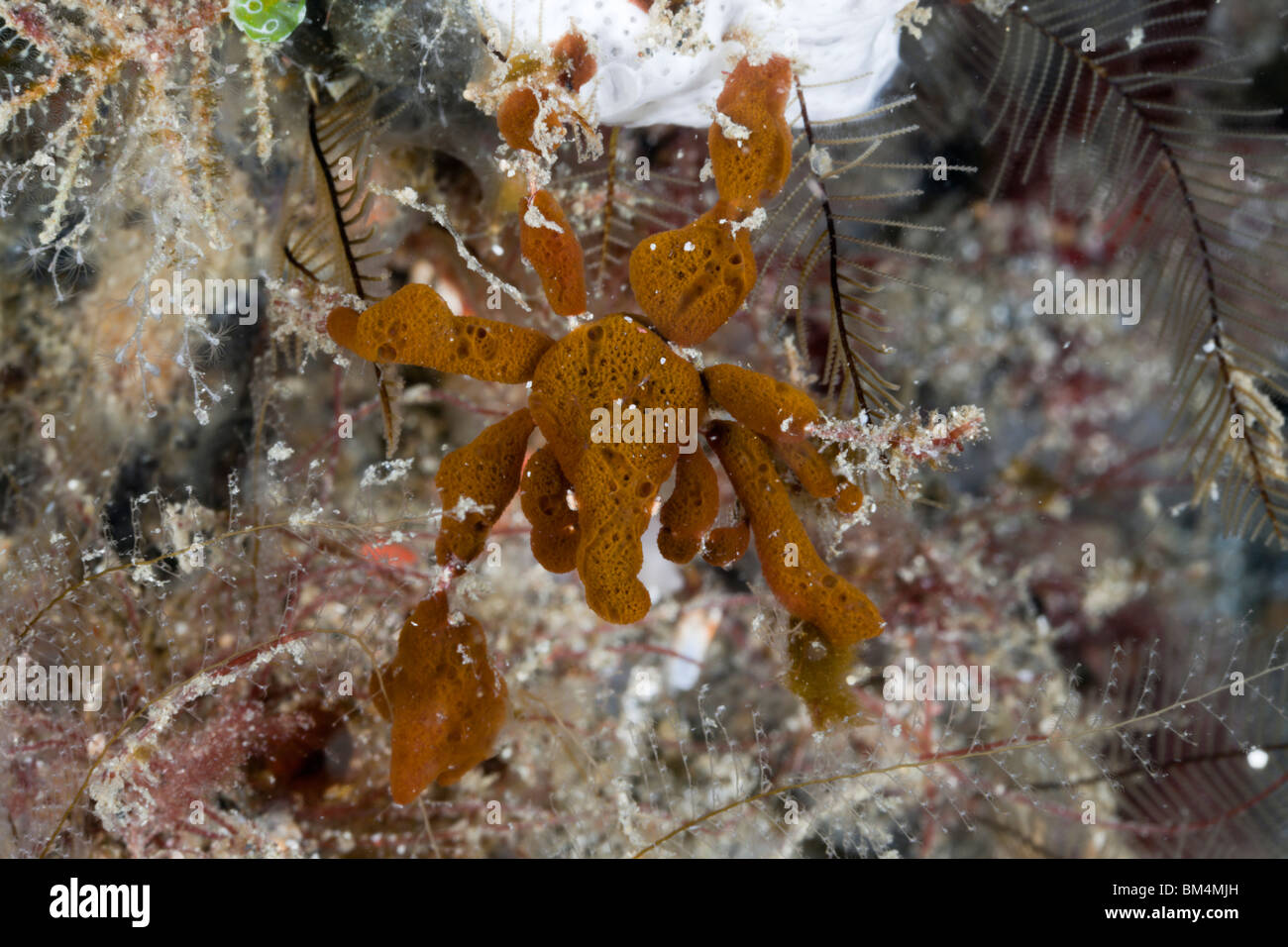Spidercrab camouflaged with Sponges, Majidae, Lembeh Strait, North Sulawesi, Indonesia Stock Photo