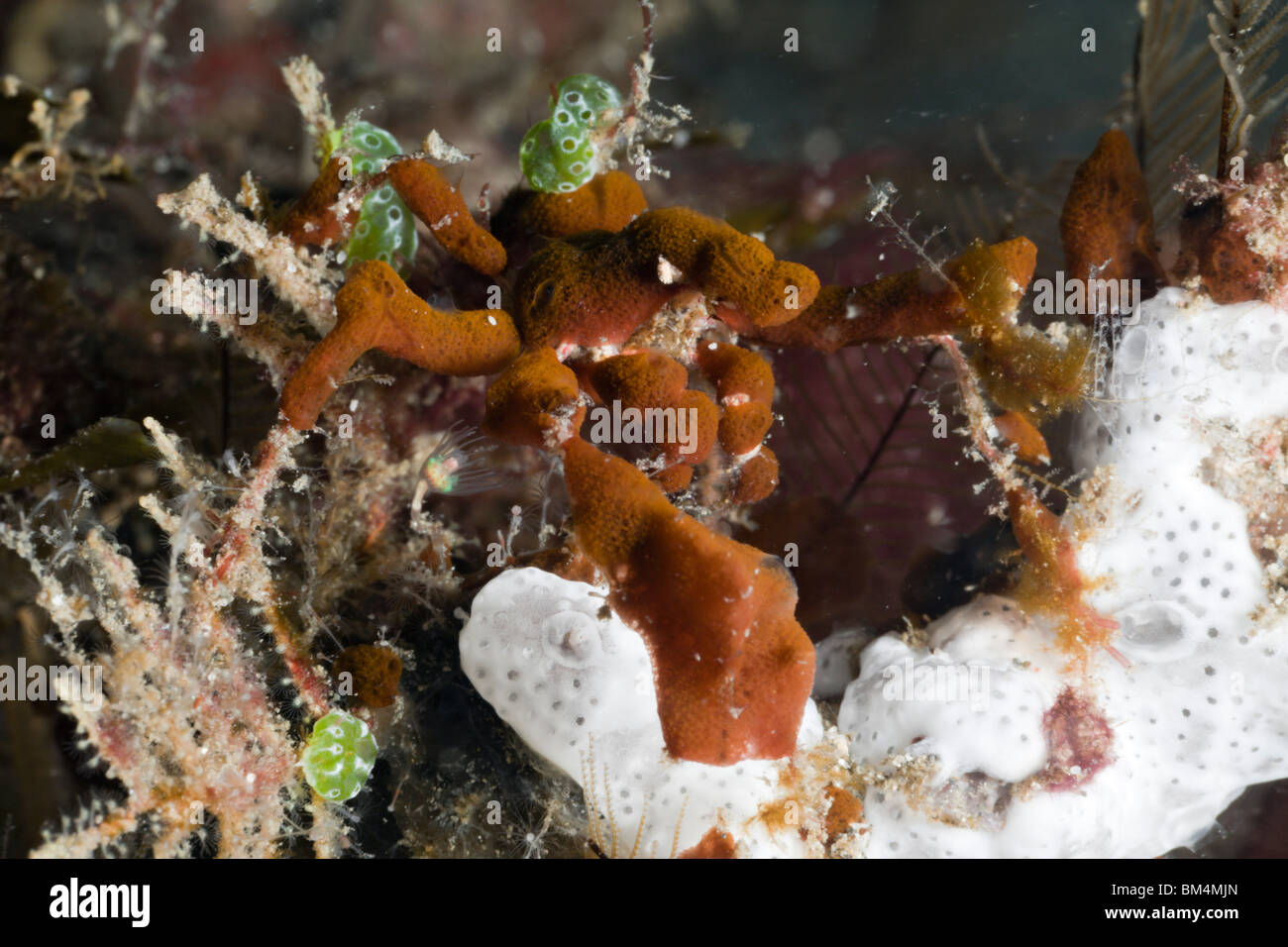 Spidercrab camouflaged with Sponges, Majidae, Lembeh Strait, North Sulawesi, Indonesia Stock Photo