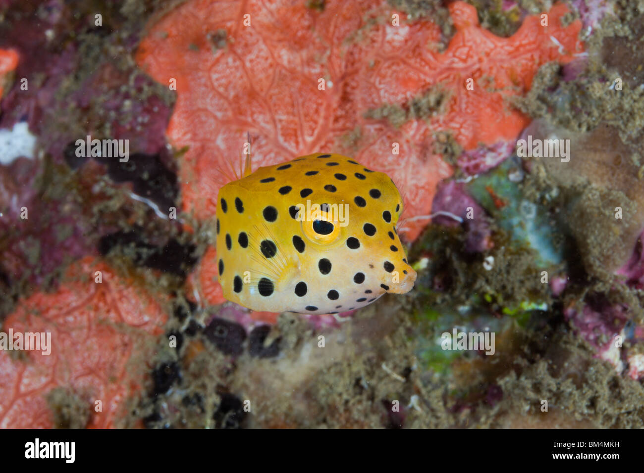Yellow Boxfish, Ostracion cubicus, Lembeh Strait, North Sulawesi, Indonesia Stock Photo