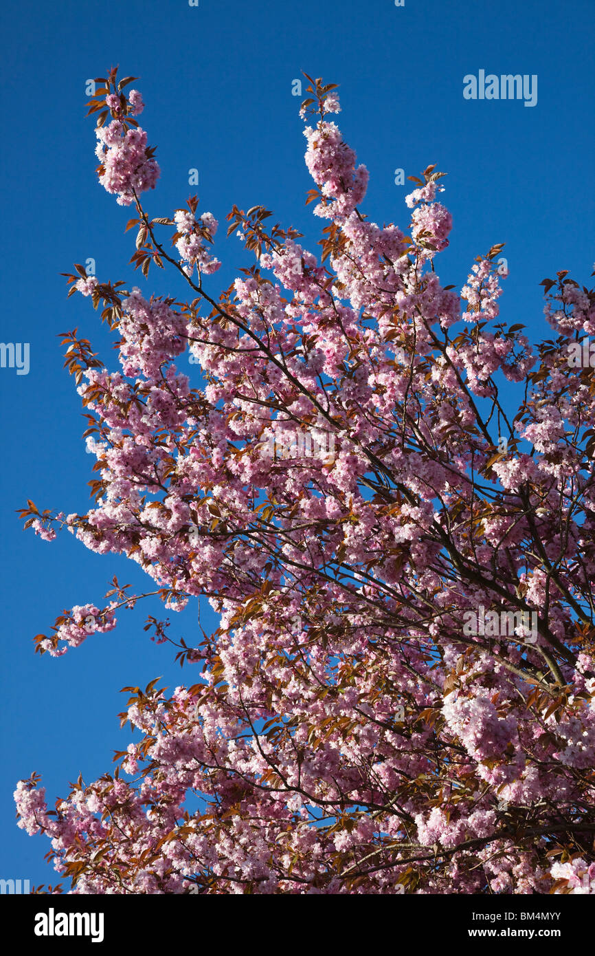 Cherry blossom against a blue sky, Ayrshire, Scotland, UK, Great Britain Stock Photo