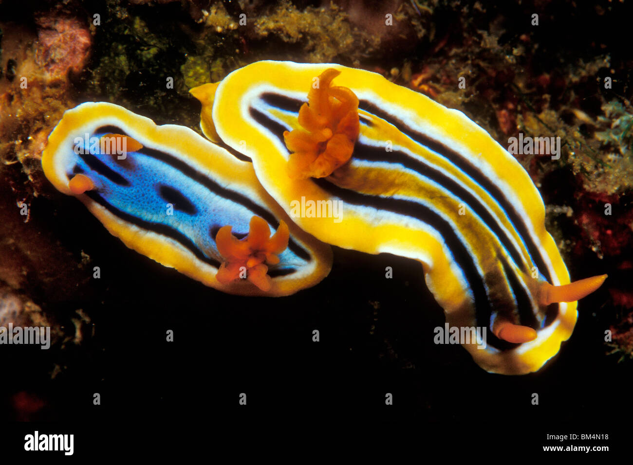 Two Dorid Slugs, Chromodoris sp., Puerto Galera, Mindoro Island, Philippines Stock Photo