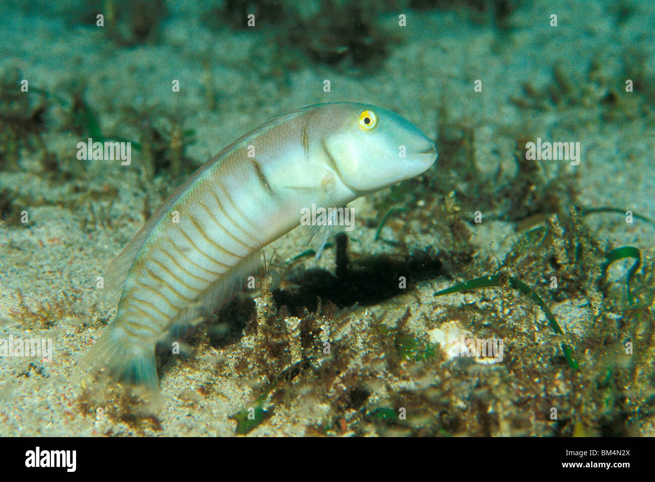 Razorfish, Cymolutes torquatus, Puerto Galera, Mindoro Island, Philippines Stock Photo