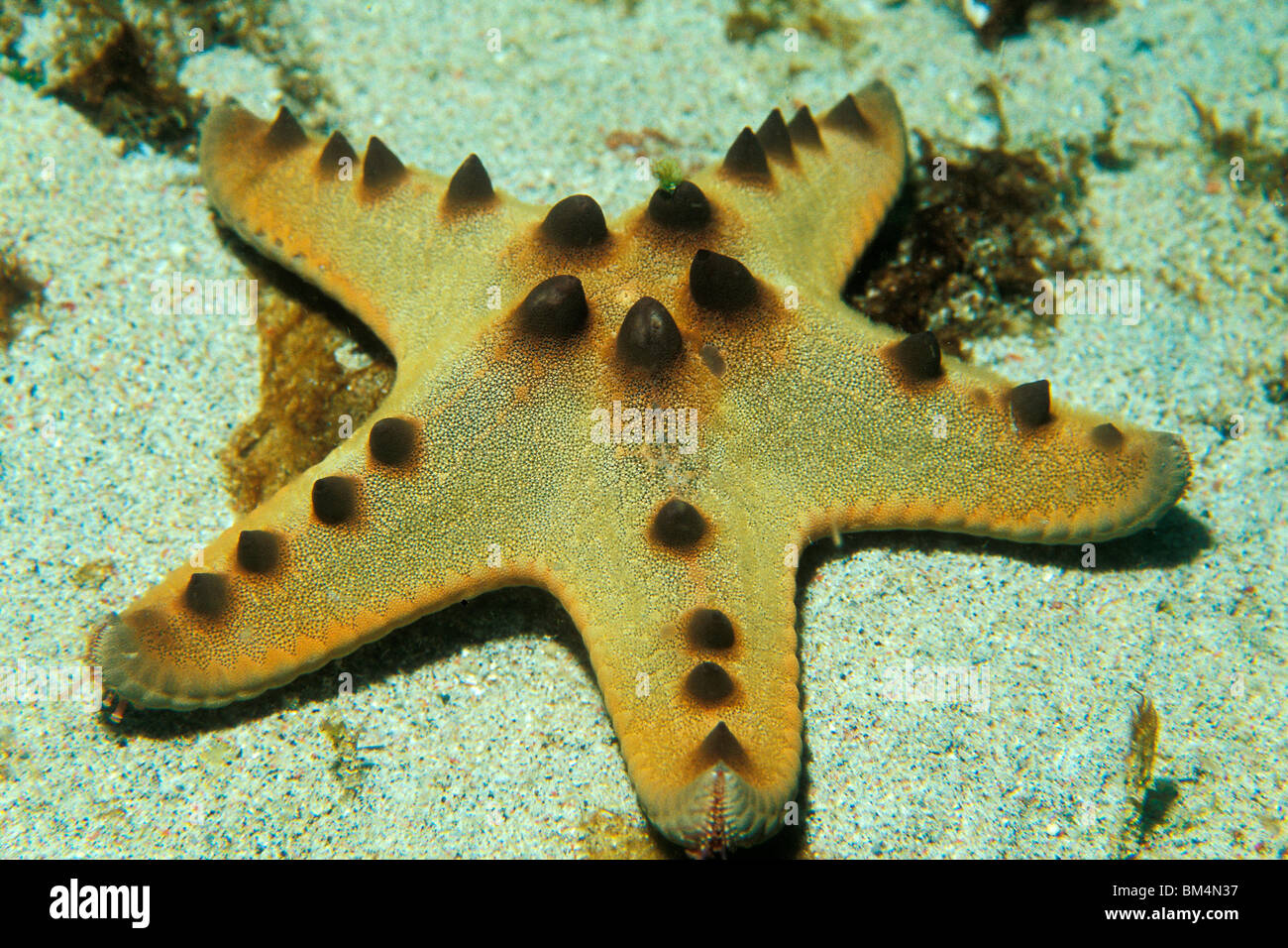 Horned Sea Star, Protoreaster nodosus, Puerto Galera, Mindoro Island, Philippines Stock Photo