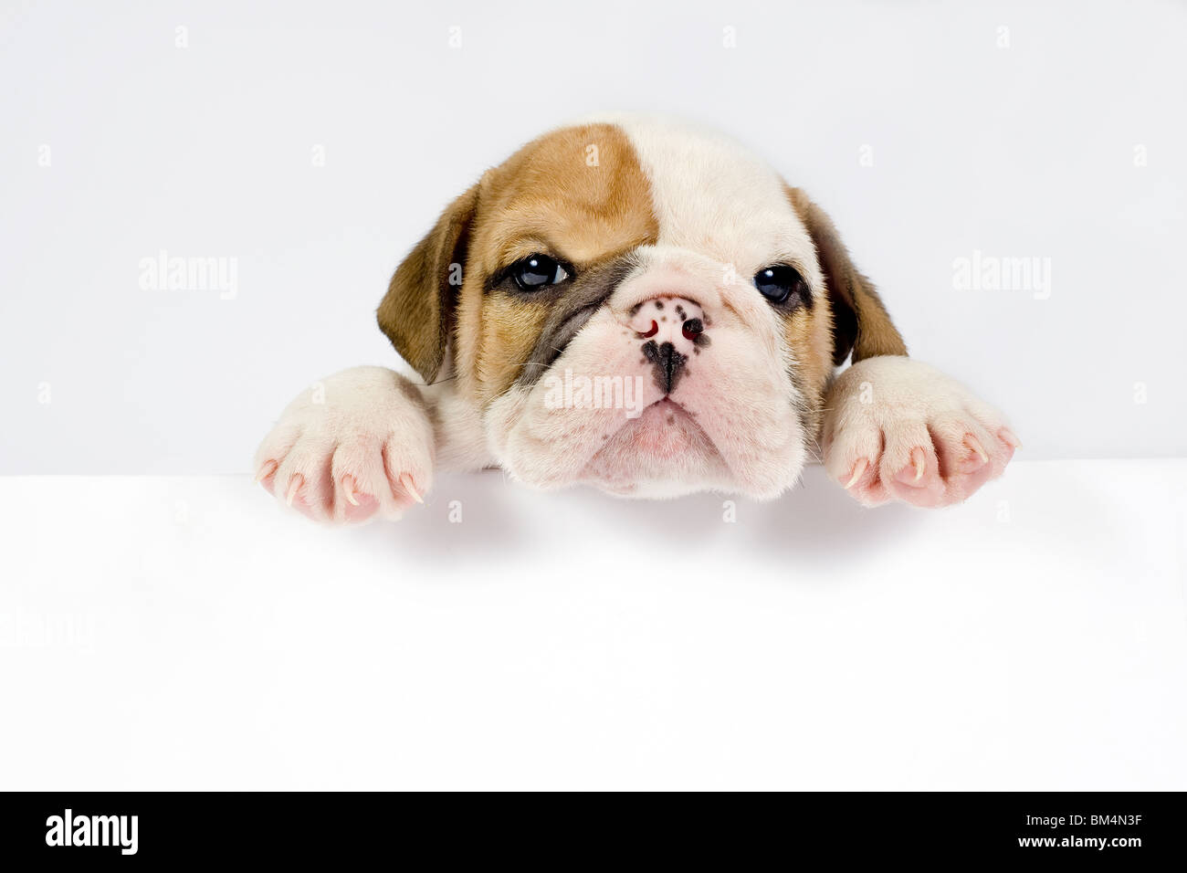 English Bulldog puppy in front of white background with space for text. Stock Photo