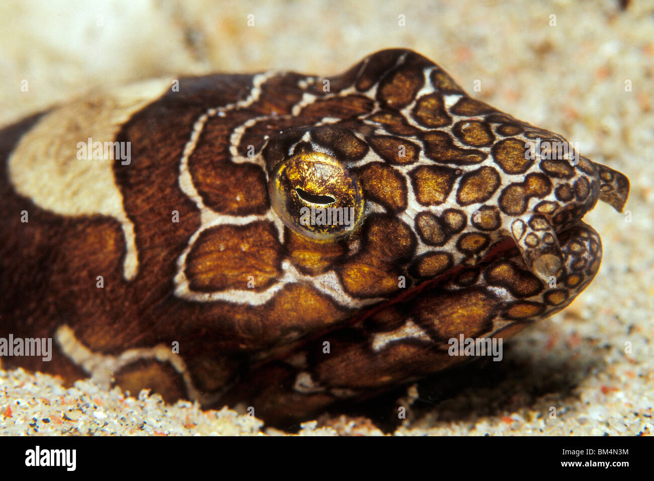 Napoleon Snake Eel, Ophichthus bonaparti, Puerto Galera, Mindoro Island, Philippines Stock Photo