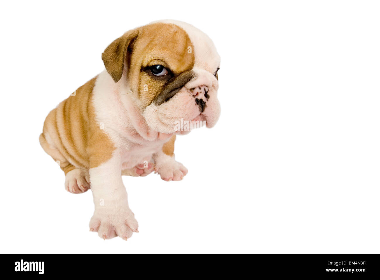 English Bulldog puppy in front of white background Stock Photo