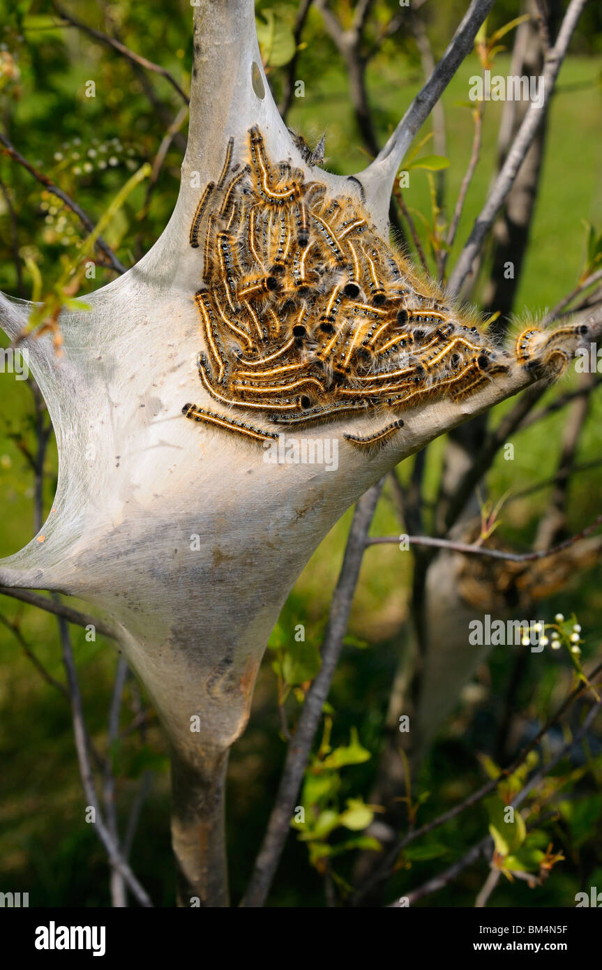 Silk home nest of Eastern Tent caterpillars Malacosoma americanum on a