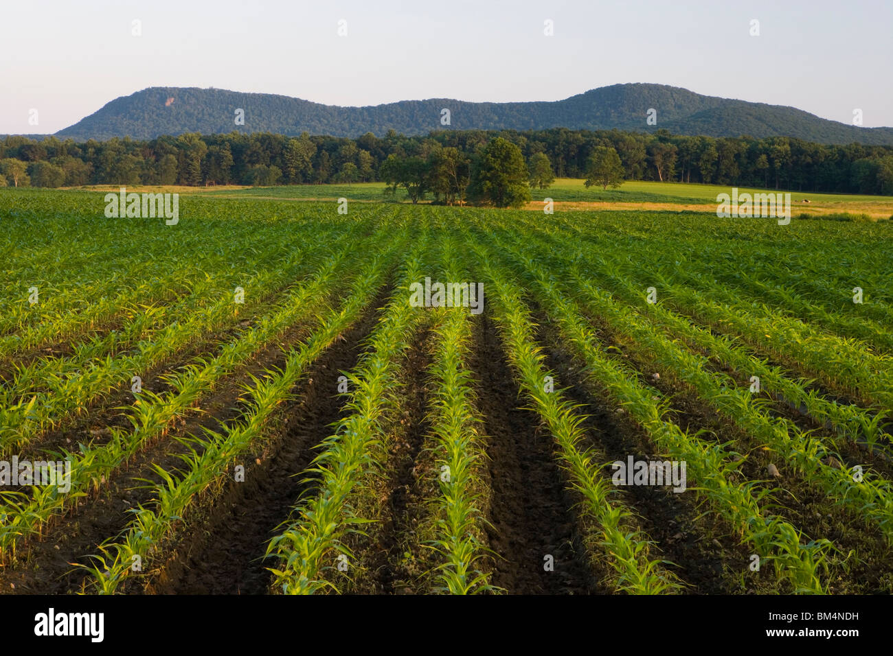 Rows of corn seedlings in Hadley, Massachusetts. The Holyoke Range is in the distance Stock