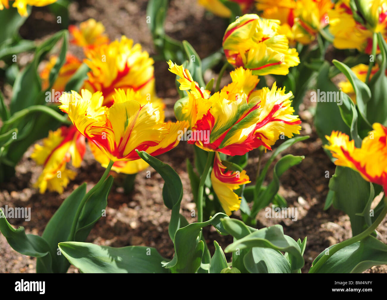 tulipa perroquet, FLAMING PARROT Stock Photo
