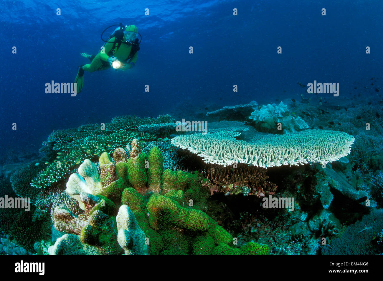 Scuba Diving over Coral Reef, Acropora, Puerto Galera, Mindoro Island, Philippines Stock Photo