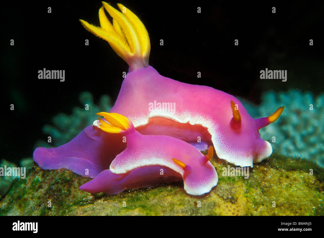 Pink Dorid Nudibranch, Hypselodoris bullockii, Puerto Galera, Mindoro Island, Philippines Stock Photo