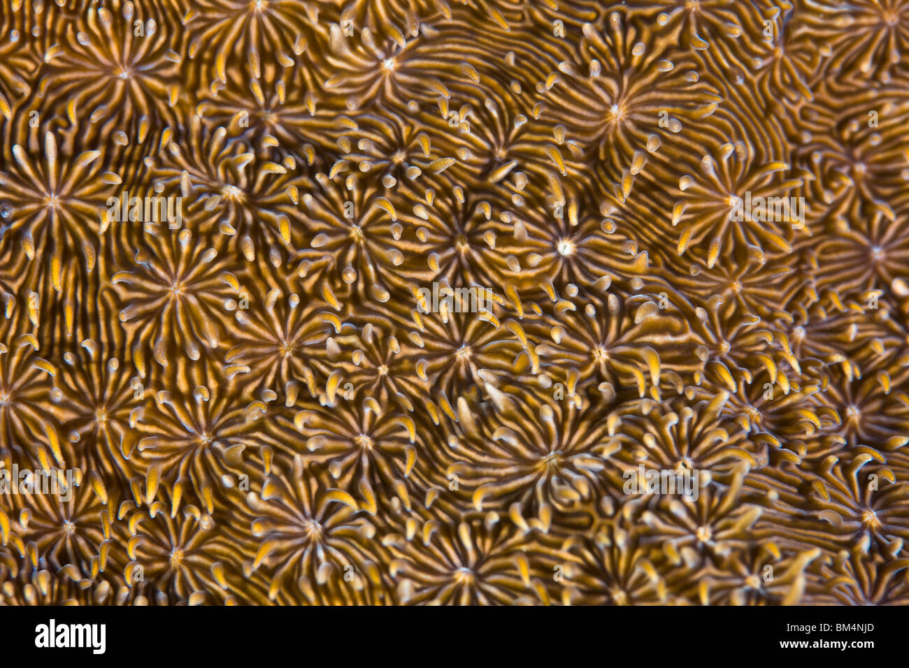 Polyps of Hard Coral, Echinopora sp., Cabilao Island, Visayas Islands, Philippines Stock Photo