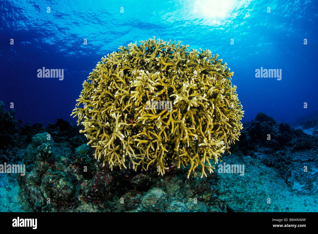 Fire Corals atTubbataha Reef, Millepora tenella, North Atoll, Sulu Sea, Philippines Stock Photo