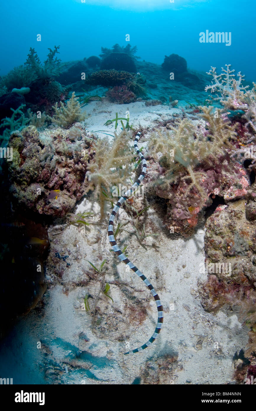 Banded Snake Eel, Myrichthys colubrina, Cabilao Island, Visayas Islands, Philippines Stock Photo