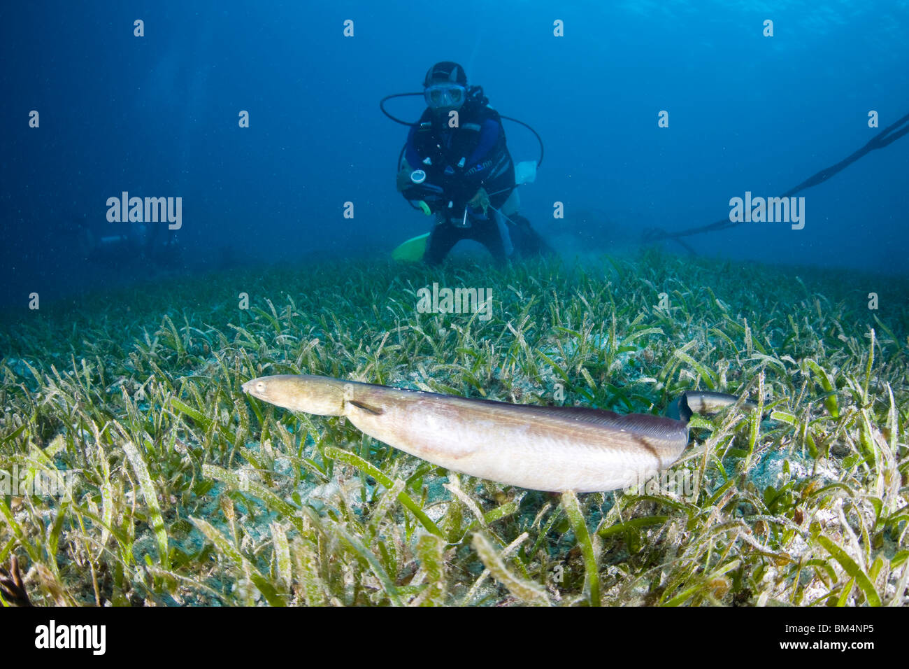 Diver watches Black-finned Snake Eel, Ophichthus melanochir, Cabilao ...