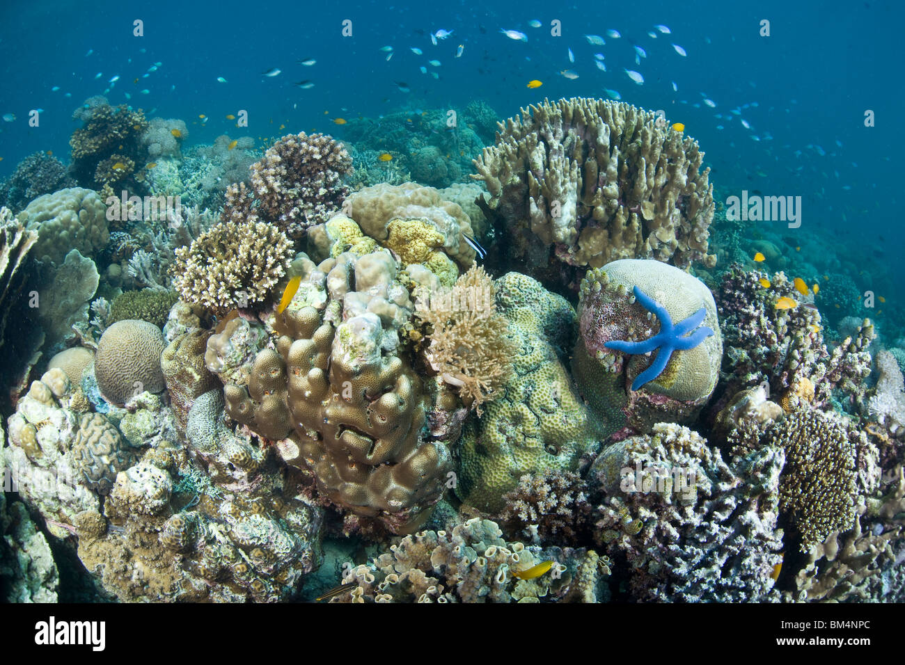 Hard Corals at Coral Reef, Olongo Island, Visayas Islands, Philippines Stock Photo