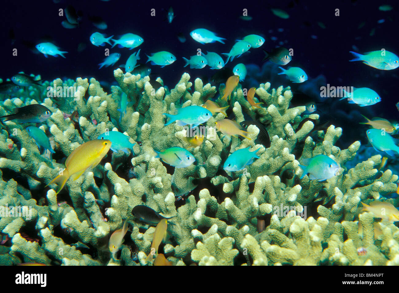 Blue-Green Chromis, Chromis iridis, Tubbataha Reef, North Atoll, Sulu Sea, Philippines Stock Photo
