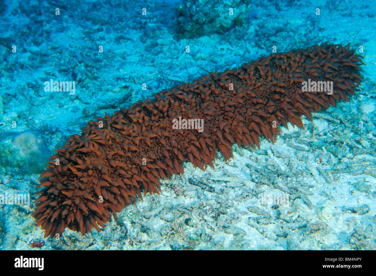 Sea cucumbers holothuroidea pineapple sea hi-res stock photography and
