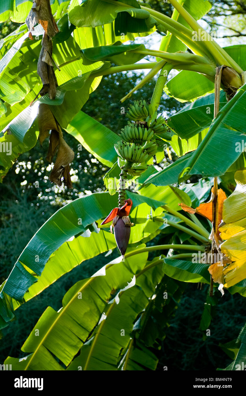 Bananas growing by the Kunene river, north west Namibia. Stock Photo