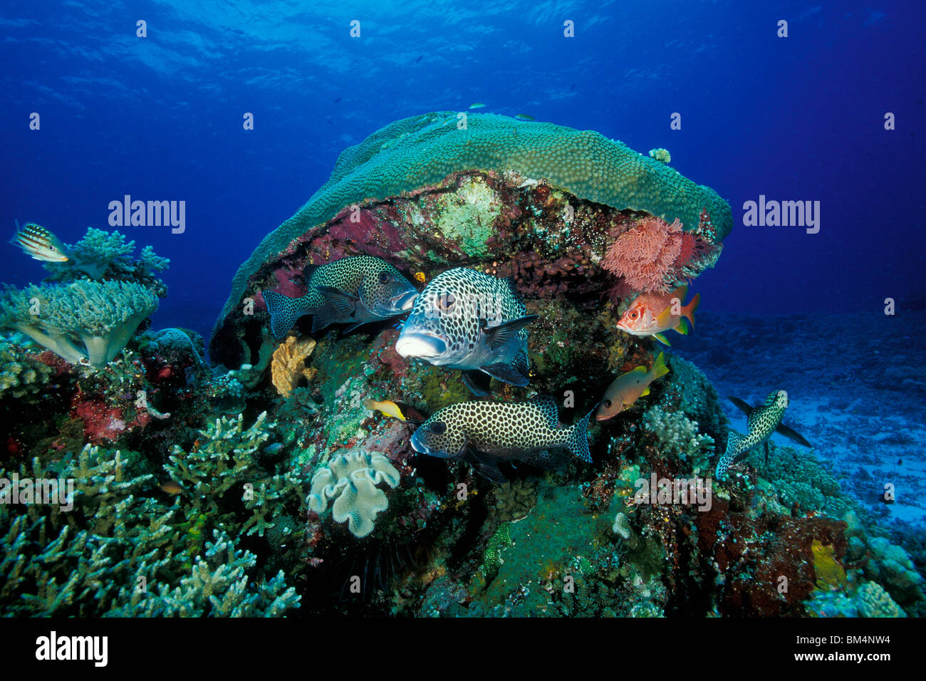 Harlequin Sweetlips in Coral Reef, Plectorhinchus chaetodonoides, Tubbataha Reef, South Atoll, Sulu Sea, Philippines Stock Photo