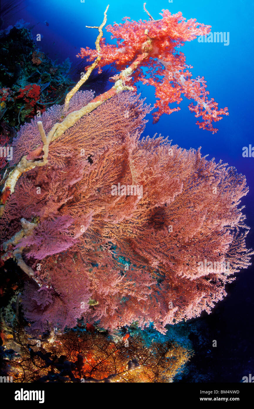 Sea Fan at Tubbataha Reef, Muricella sp., South Atoll, Sulu Sea, Philippines Stock Photo