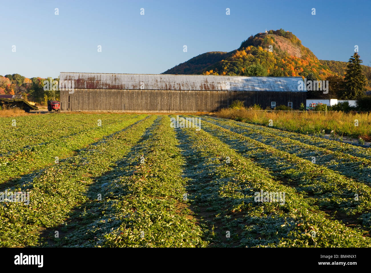 Strawberry field, Tobacco barn, and Sugarloaf Mountain. Whatley