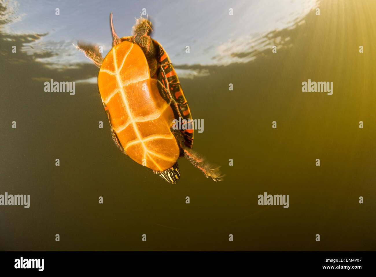 Eastern Painted Turtle, Chrysemys picta picta, Cape Cod, Massachusetts