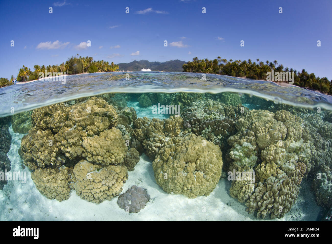 Corals of French Polynesia, Porites sp., Moorea, French Polynesia Stock Photo