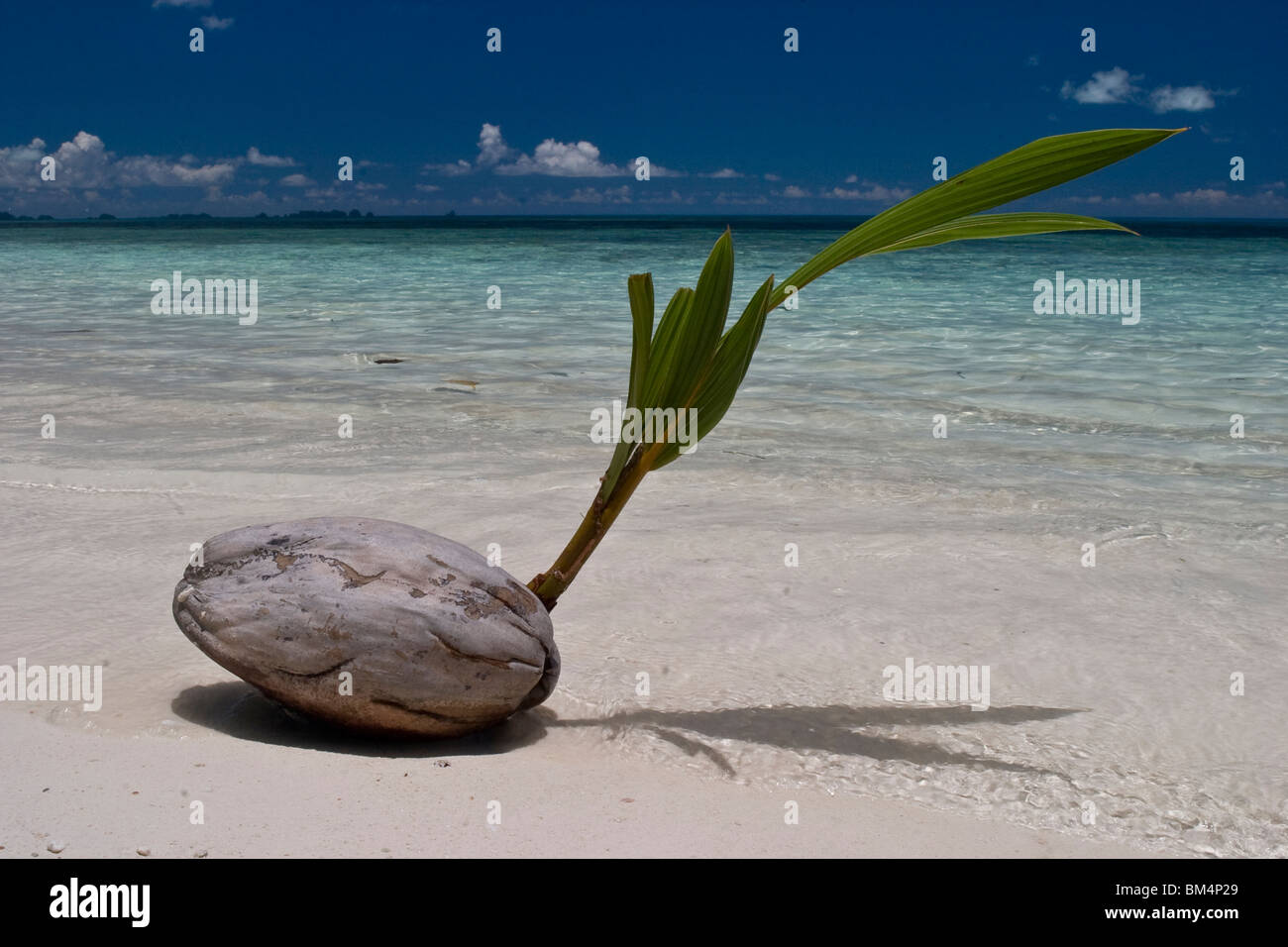 Germinated Coconut lies at Beach, Cocos nucifera, Micronesia, Palau Stock Photo