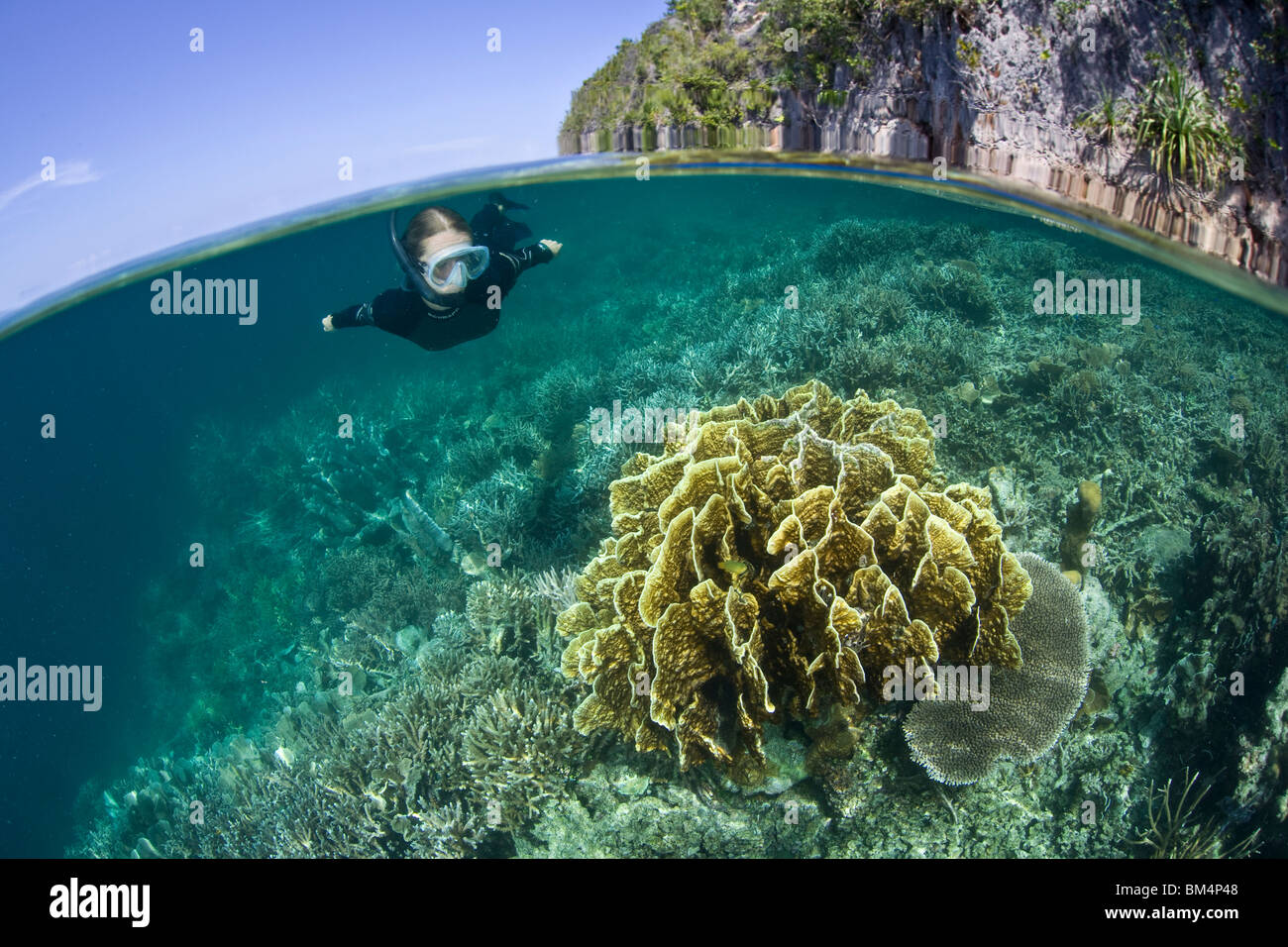 Cabbage Coral and Snorkeler, Turbinaria sp., Raja Ampa, West Papua, Indonesia Stock Photo