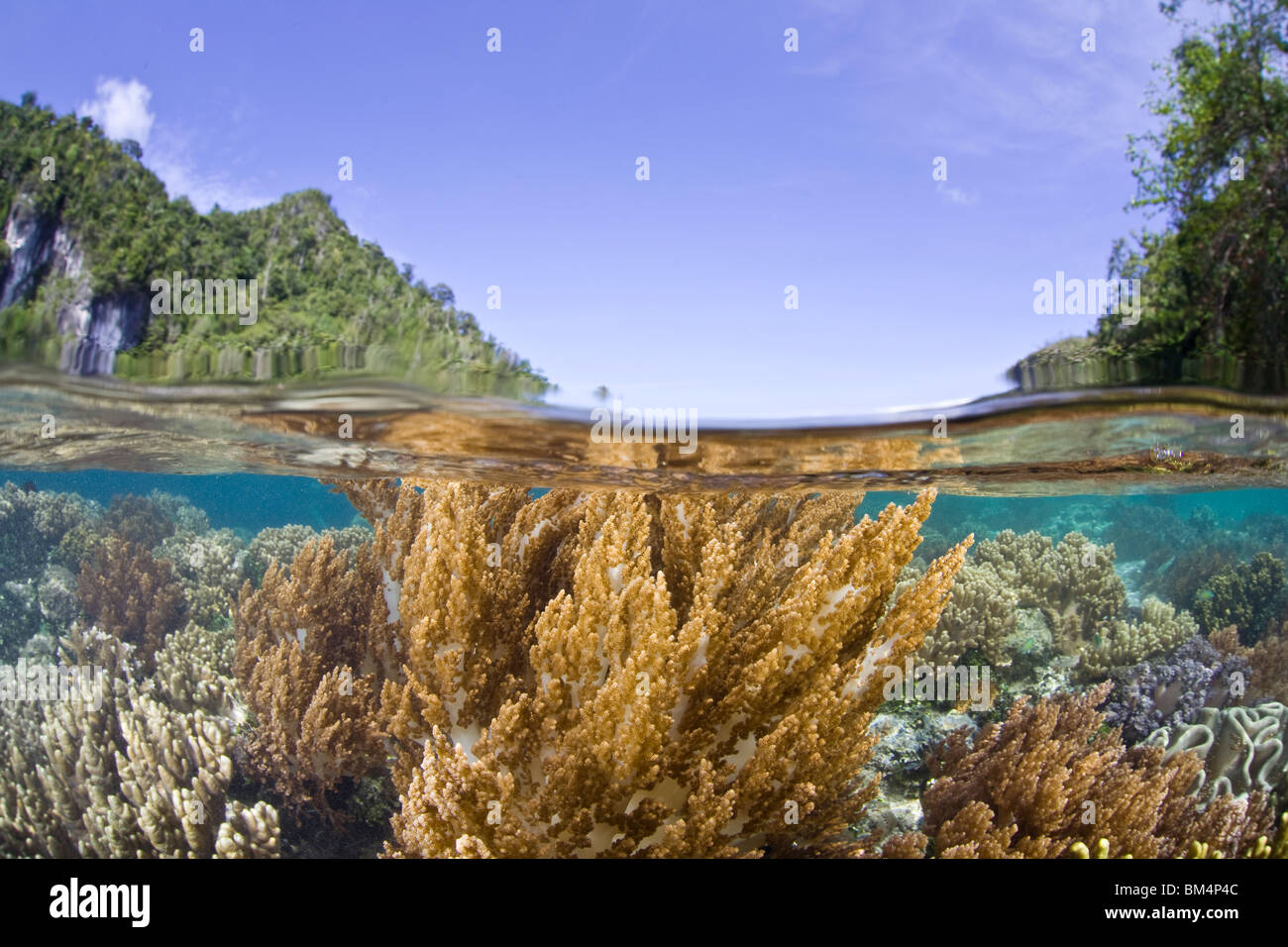 Leather Corals at shallow Reef, Litophyton sp., Raja Ampa, West Papua, Indonesia Stock Photo