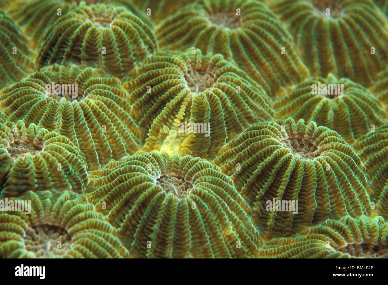 Polyps of Favia Coral, Favia sp., South Pacific, Solomones Islands Stock Photo