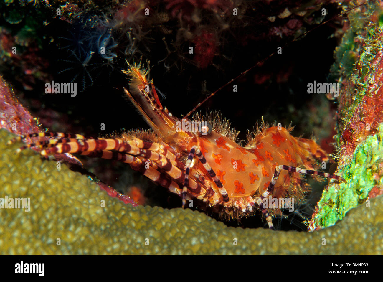 Marbled Shrimp, Saron sp.3, South Pacific, Solomones Islands Stock Photo