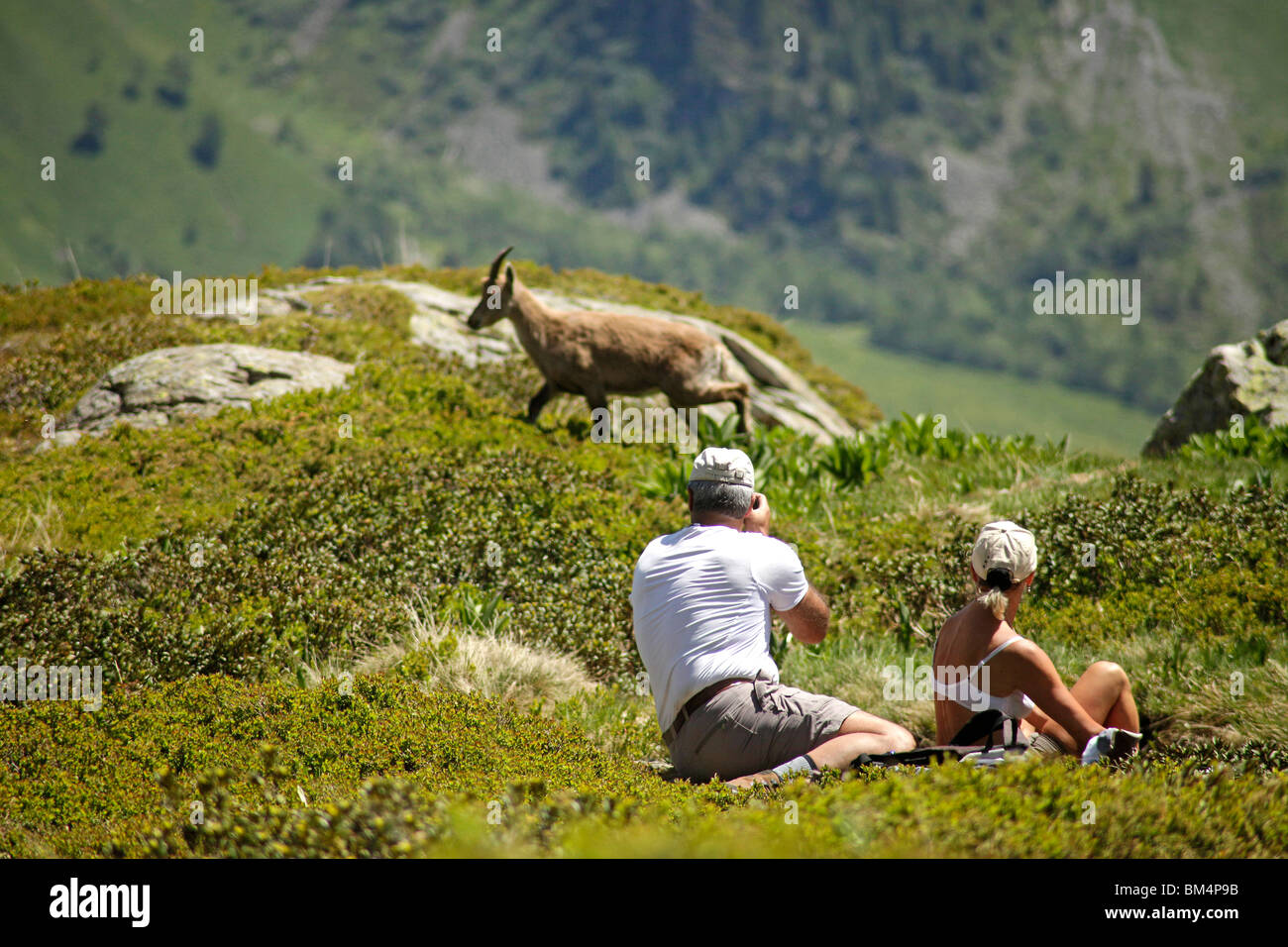 tourist taking pictures of a Alpine Ibex (Capra ibex) in the Mont Blanc Massif, near Chamonix-Mont-Blanc, France, Europe Stock Photo