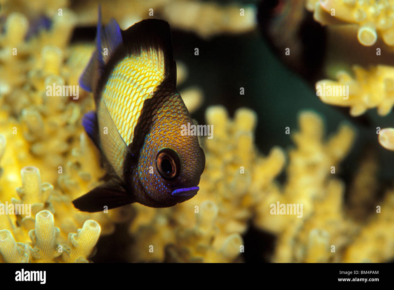 Dascyllus Coral Fish, Dascyllus reticulatus, South Pacific, Solomones