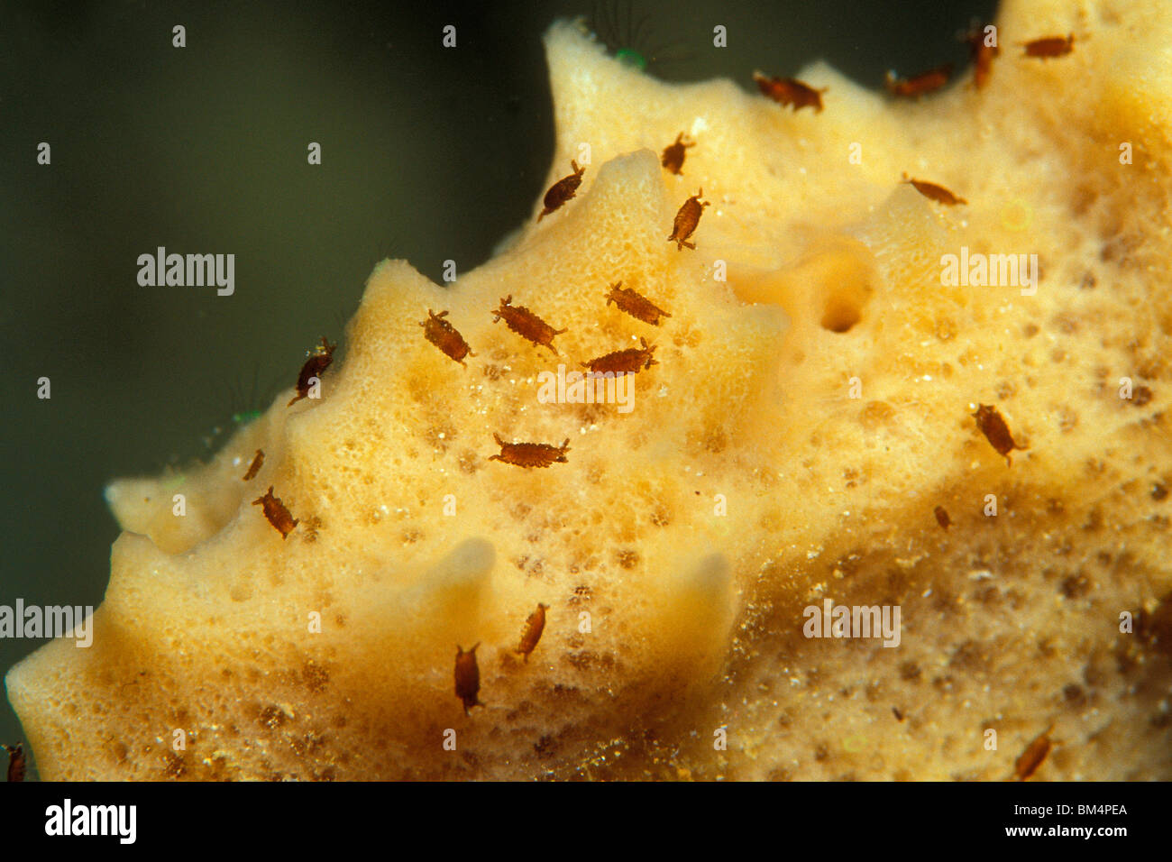 Isopods on yellow Sponge, Isopoda, South Pacific, Solomones Islands Stock Photo