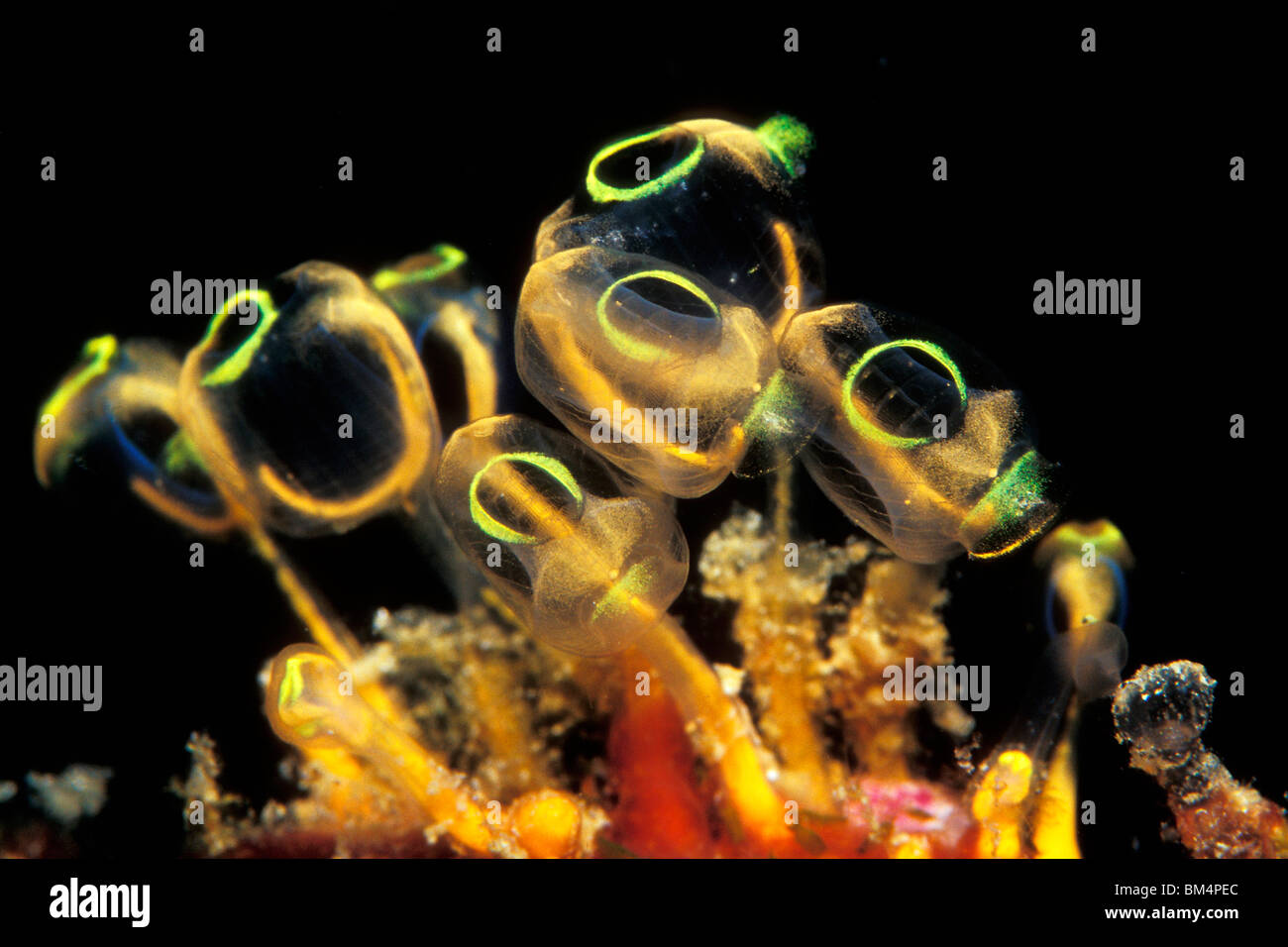 colony of Tunicates, Clavelina robusta, South Pacific, Solomones Islands Stock Photo