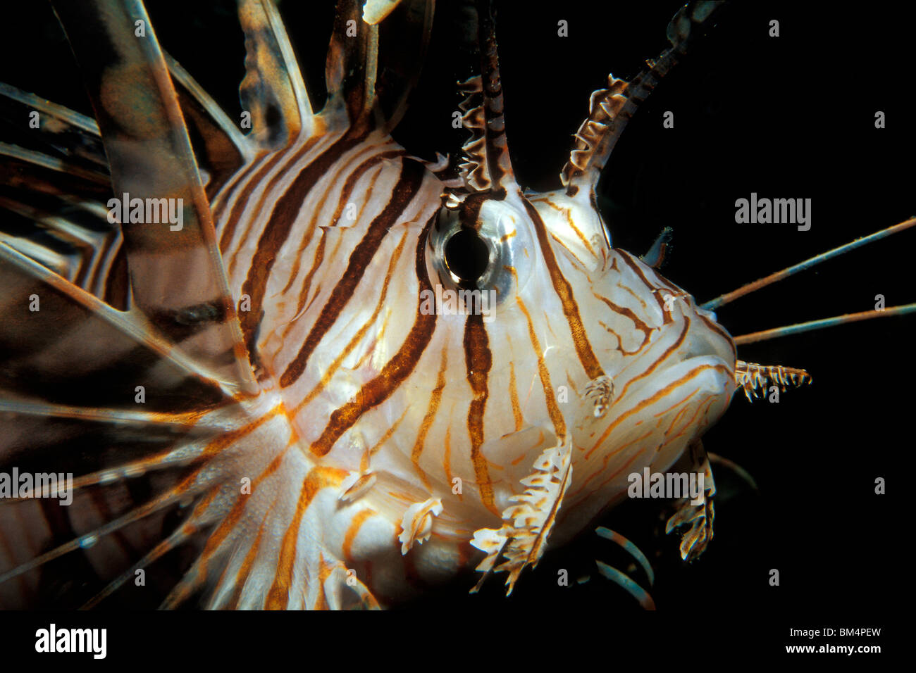 Durban Dancing Shrimps, Rhynchocinetes durbanensis, South Pacific, Solomones Islands Stock Photo