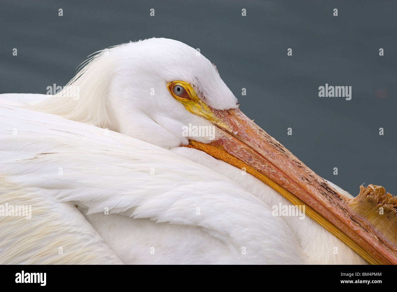 American White Pelican, Pelecanus erythrorhynchos, Everglades National Park, Florida, USA Stock Photo