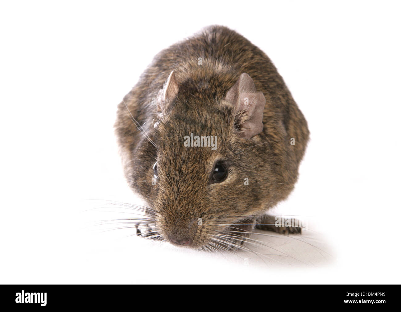 Degu Octodon degus Portrait of single adult resting Studio, UK Stock Photo