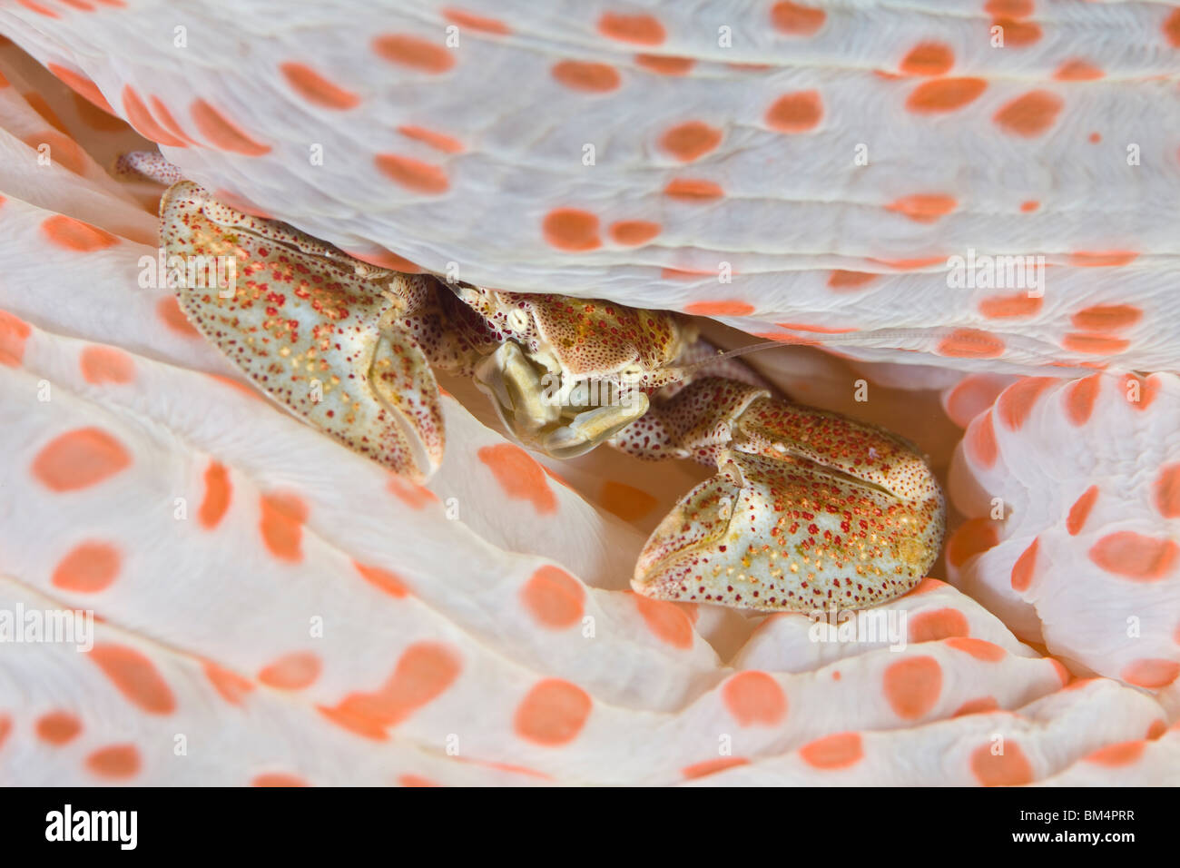 Porcelein Crab in Carpet Anemone, Neopetrolisthes maculatus, Manado, Sulawesi, Indonesia Stock Photo