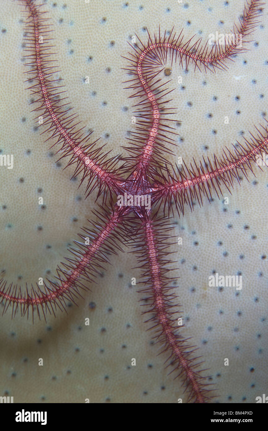 Brittle Star on Leather Coral, Ophiothrix sp., Lembeh Strait, Sulawesi, Indonesia Stock Photo