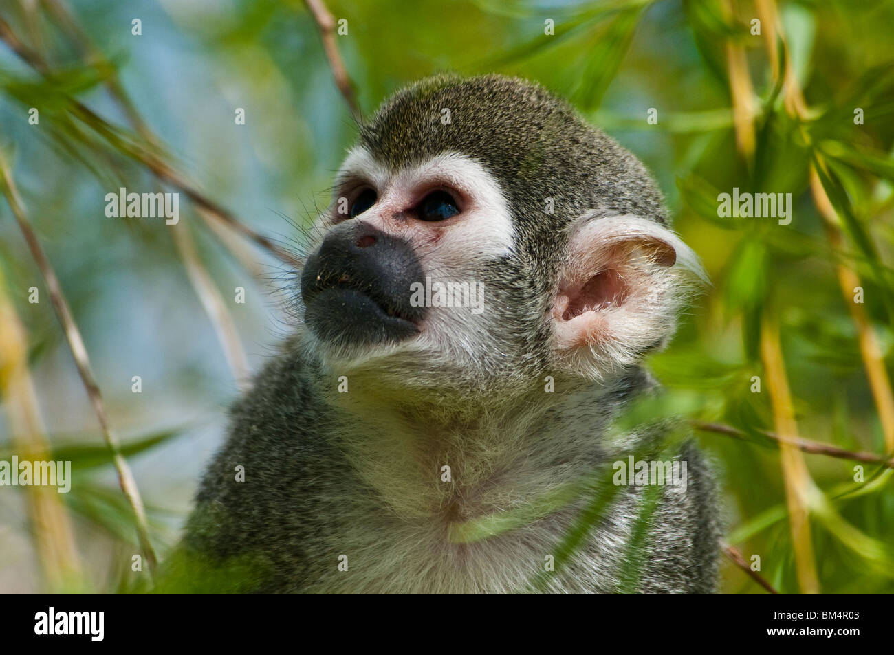 Common Squirrel Monkey, Portrait, Saimiri sciureus Stock Photo