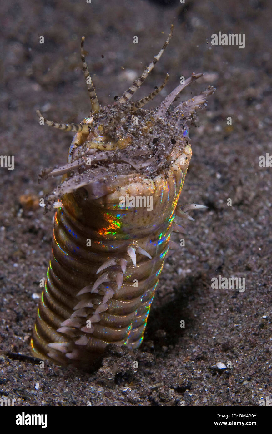 Bobbit Worm Eunice Aphroditois Hi res Stock Photography And Images Alamy bobbit-worm-eunice-aphroditois-hi-res-stock-photography-and-images-alamy