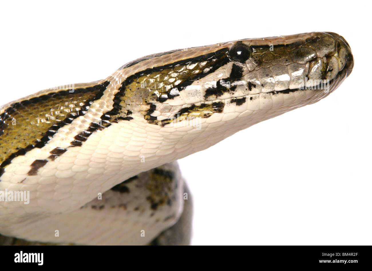 Boa constrictor snake Boa constrictor Portrait of single adult Studio