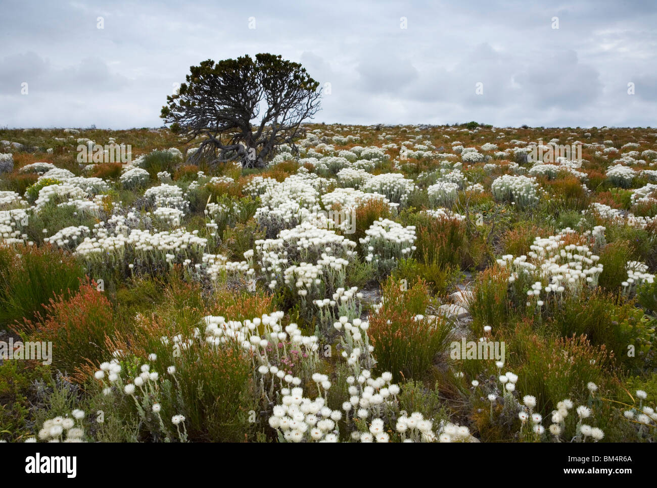 Strawflowers, Helichrysum vestitum, growing wild in the Cape of Good Hope Nature Reserve, South Africa. Stock Photo